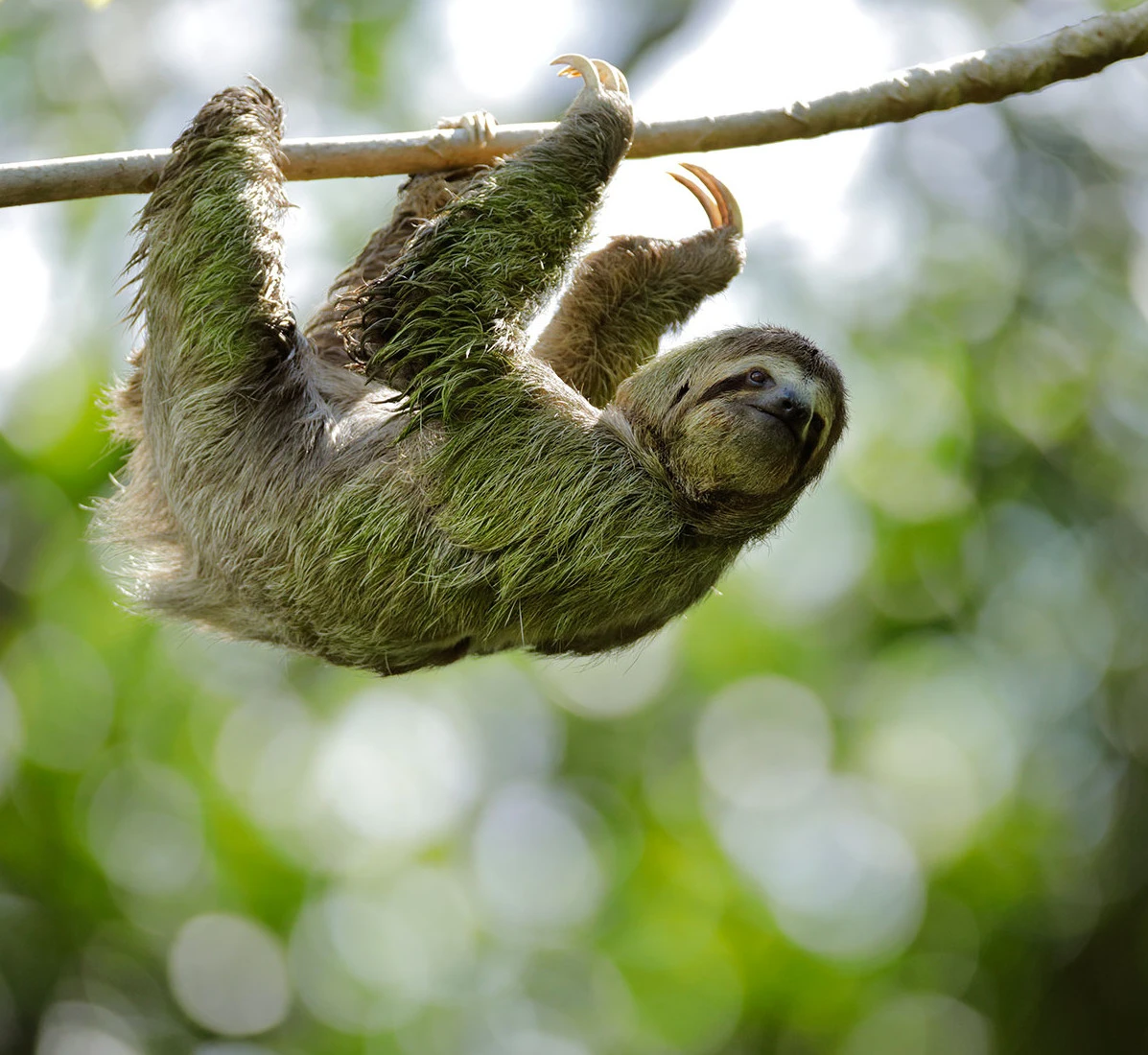 Sloth hanging from a branch in jungle
