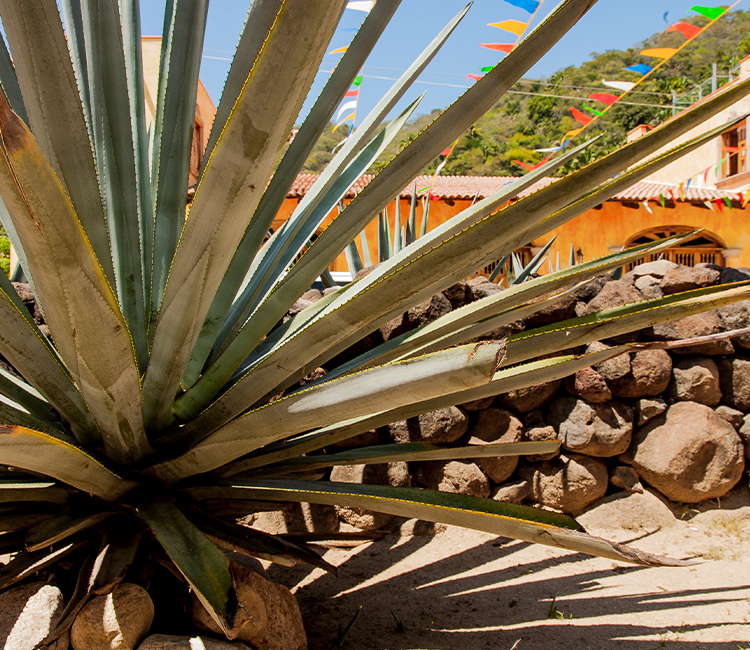 2024 San Diego to Mexico Cruise Agave Plant