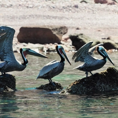 Birds in Baja
