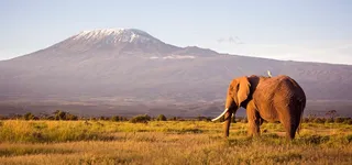 Notes from the Field: Olivia Travel in Nairobi, Kenya