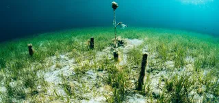 Earth Month Highlight: Why We’re Partnering with SeaTrees