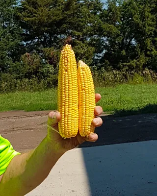 photo credit - Groundwork BioAg