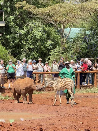Baby rhino and baby zebra are the best of friends!