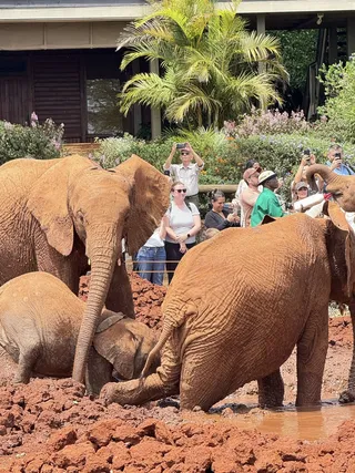 Elephants mud wrestling