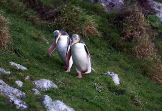 Celebrate New Year’s with Olivia 