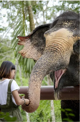 Pre-Cruise Stretcher: Phuket