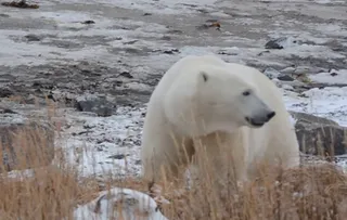 Polar Bear Photography Safari