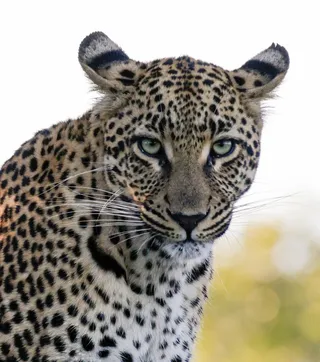 Extraordinary Landscapes, Unforgettable Wildlife, and Vibrant Beauty