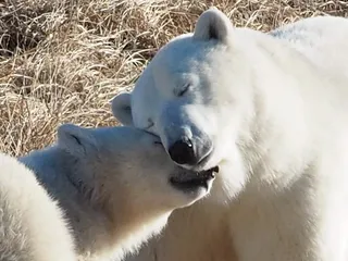 Polar Bear Photography Safari