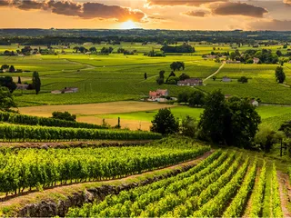 2026 Bordeaux: From Vine to Table Riverboat Cruise