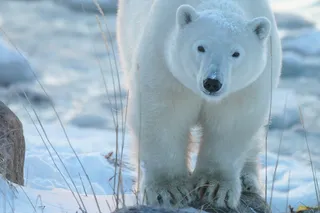 2027 Polar Bear Photography Safari