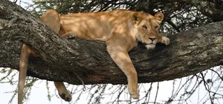 2027 African Safari Adventure