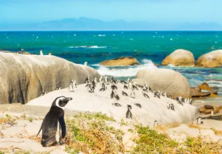 2028 South Africa: Cape Town, Vineyards & Safari Adventure