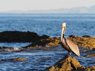 2028 Sea of Cortez Adventure: Realm of Whales & Dolphins